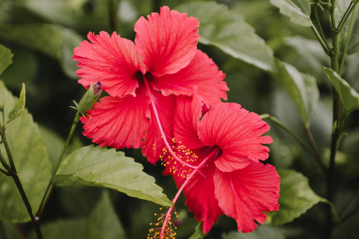 Hibiscus Tea and Control